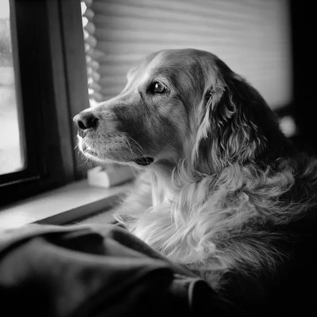 Sawyer